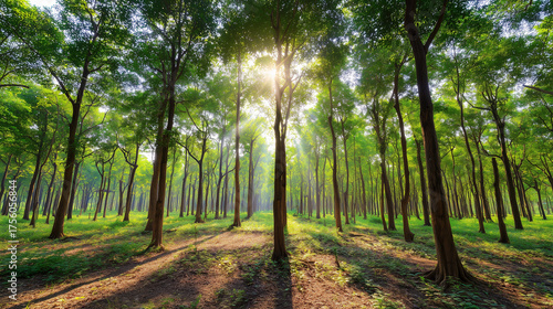 camphor. Sunlight filtering through a forest of camphor trees with visible light rays. travel magazines, destination branding, designed for travel destination branding, used by logistics managers.