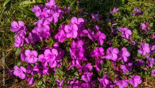 Cluster of vibrant purple impatiens surrounded by lush green foliage, blooming in a garden setting