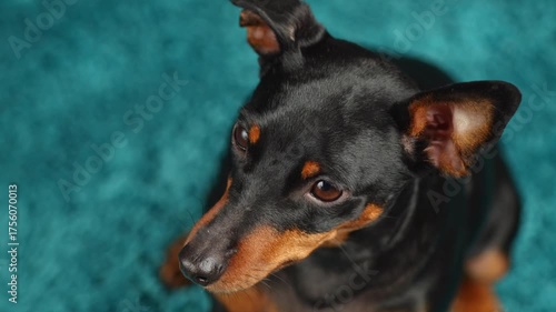 Portrait of cute miniature pinscher dog sitting on the carpet, indoor.  Dog looking at the camera close up. Selective focus 