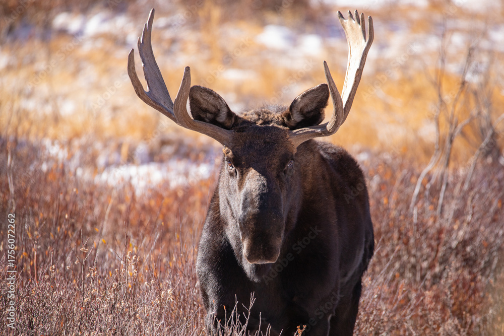Fototapeta premium A close up of a Colorado bull moose in autumn with snow on the ground.