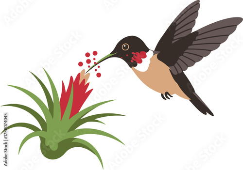 A hummingbird drinks nectar from a flower, in a .