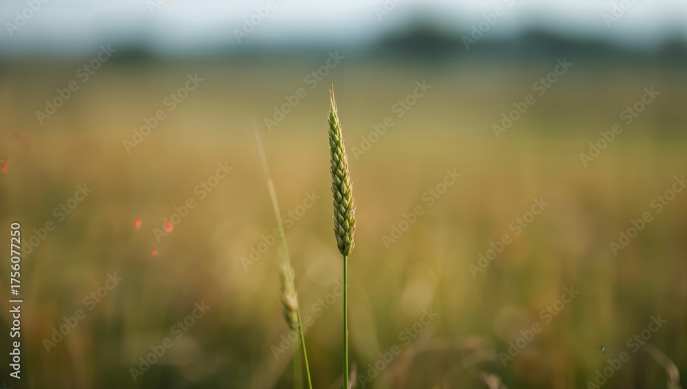 Fototapeta premium Close-up of green spikelets with blurred natural backdrop