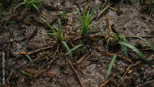 Detailed view of soaked vegetation and damp earth post-rain, highlighting organic patterns, water droplets, and decomposing foliage.