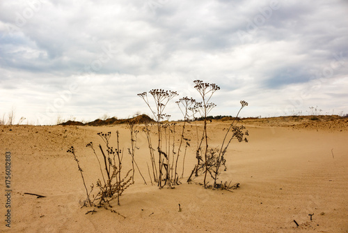 Photography Dried, tenacious plants bravely stand in a vast sandy expanse under a somber sky