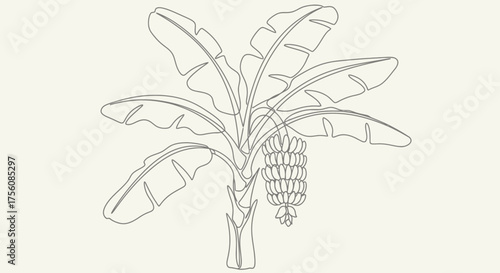Simple Line Art Illustration of a Banana Tree with Ripening Fruit Ideal for Tropical Themes and Organic Design