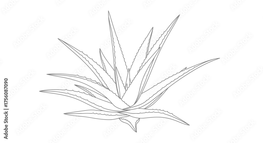 Fototapeta premium Aloe Vera Plant Outline Illustration Natural Health Skincare Ingredient Herbal Remedy Vector Graphic