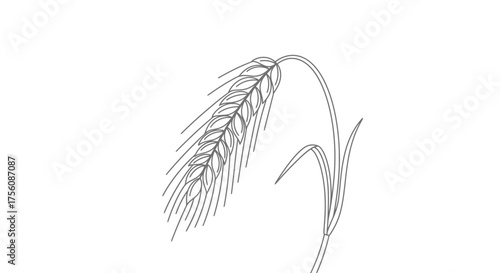 Minimalist Line Art Illustration of Wheat Stalk for Agricultural Concepts and Design Projects, Suitable for Food Industry or Farming Related Visuals