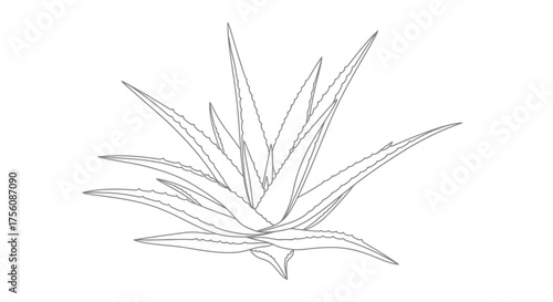 Aloe Vera Plant Outline Illustration Natural Health Skincare Ingredient Herbal Remedy Vector Graphic