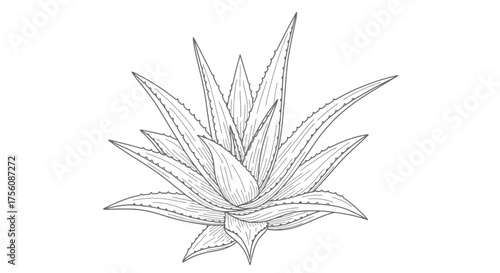Detailed Aloe Vera Plant Illustration for Botanical Studies, Natural Healthcare Concepts and Skincare Product Design Elements.