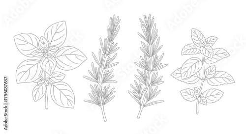 Detailed Line Art Illustration of Culinary Herbs for Botanical Studies, Recipe Design, and Educational Resources on Herb Identification