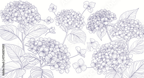 Delicate Hydrangea Blossom Illustration with Intricate Line Work for Botanical Studies and Elegant Floral Design Projects