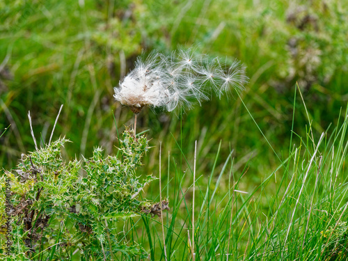 Seed dispersal from weed in the UK autumn.