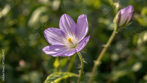 Stunning close-up of a violet-colored blossom