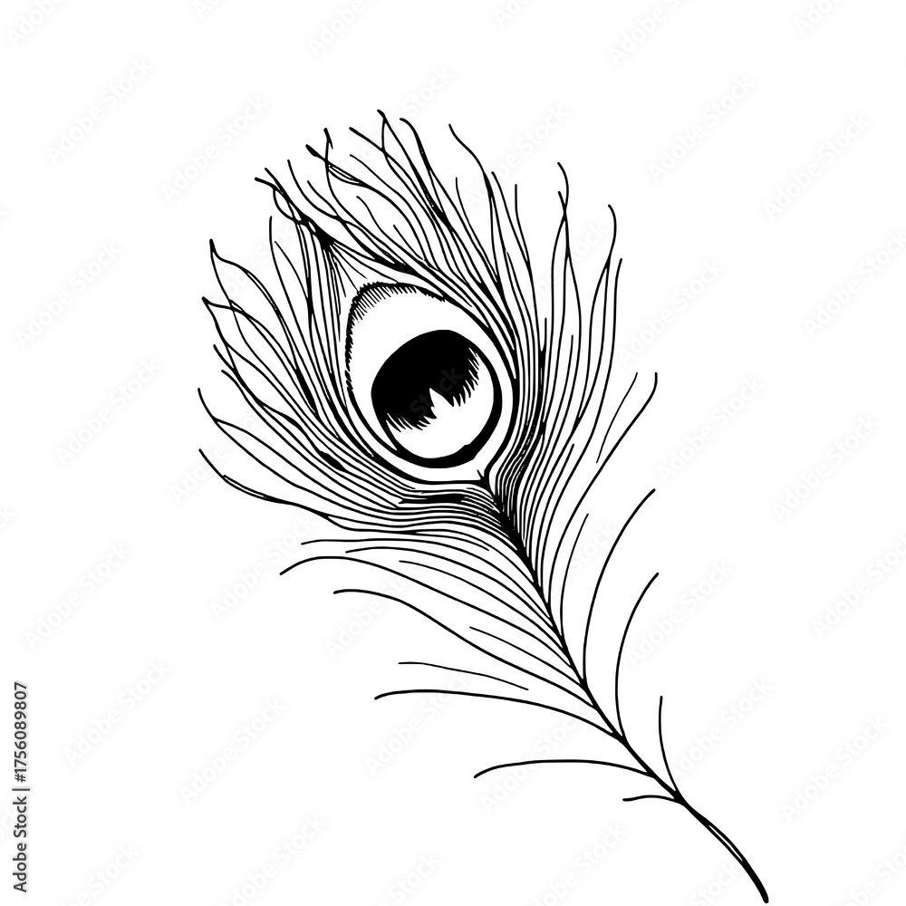 Obraz premium Elegant Hand-Drawn Black Outline Peacock Feather with Solid Black Eye Pattern on White Background