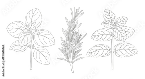 Detailed botanical illustration of culinary herbs basil, rosemary, and mint, ideal for cookbooks, recipe cards, or educational botanical resources.