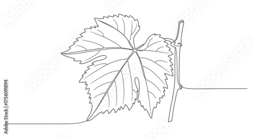 Detailed Grapevine Leaf Illustration with Stem and Tendril for Botanical Studies and Winemaking Industry Visuals