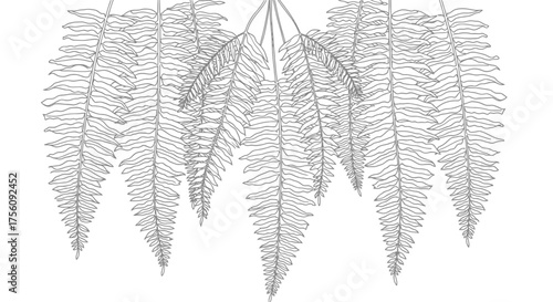 Delicate fern fronds illustration for botanical studies, coloring books, and elegant nature-themed backgrounds, ideal for educational resources or decorative designs.