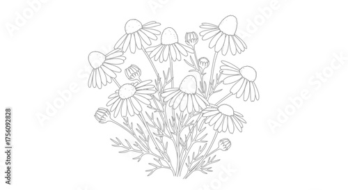 Delicate Chamomile Flower Outline Illustration for Botanical Studies, Coloring Pages, and Natural Product Packaging Design Projects