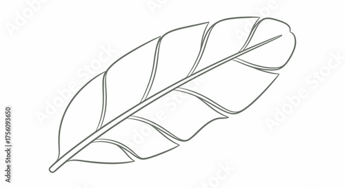 Elegant Feather Outline Illustration for Creative Design Projects, Perfect for Tattoo Designs, Web Graphics and Decorative Elements, Suitable for use in Adobe Stock