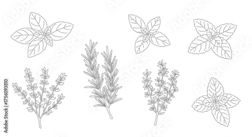 Botanical Line Art of Culinary Herbs for Recipes, Food Blog Illustrations, and Educational Materials on Herb Gardening and Cooking