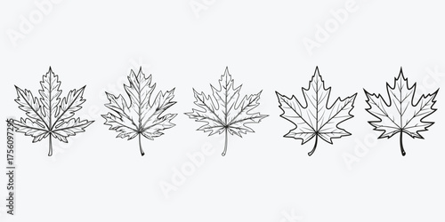 maple leaf sketch illustration vector set