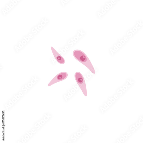 Toxoplasmosis illustration