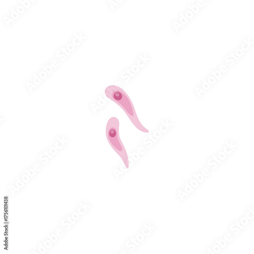 Toxoplasmosis illustration
