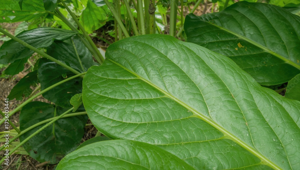 Obraz premium Easy-to-grow cassava leaves with edible benefits from roots to foliage, thriving in a natural garden setting