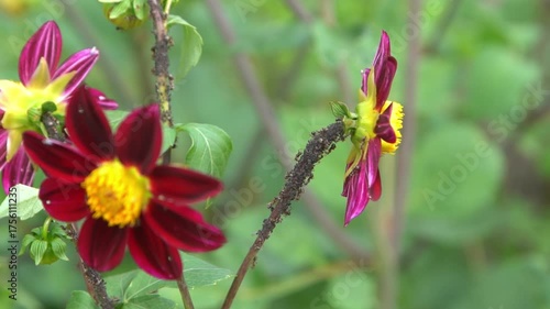 Ant herding aphids on the stem of Dahlia flowers