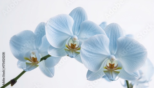 Stunning azure orchids against a plain white backdrop