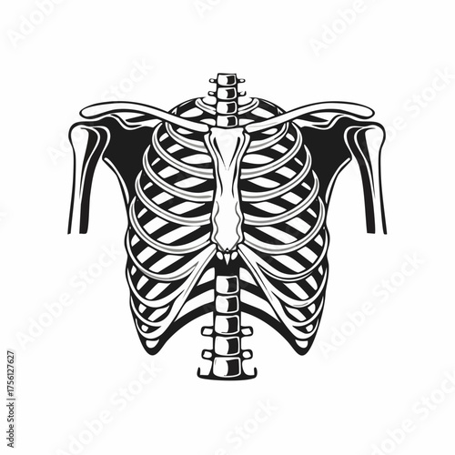 Human rib cage anatomy black and white medical illustration for design vector