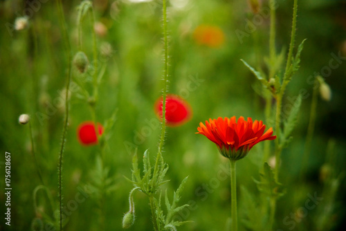 View of beautiful Marigold in field