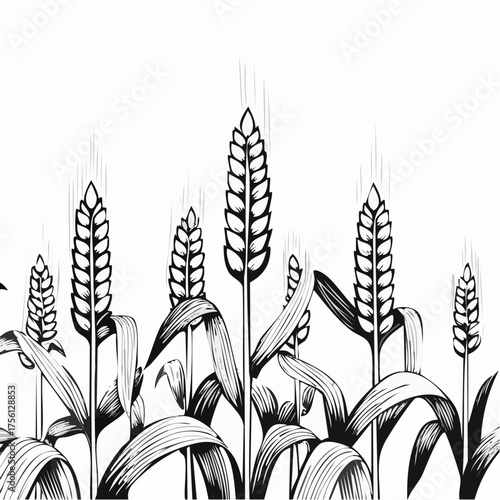 Healthy ripe corn stalks growing tall in a field with green leaves harvest agriculture food vector