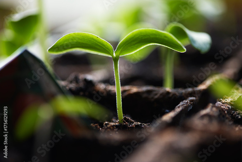 Close-up of young plant germinating in soil