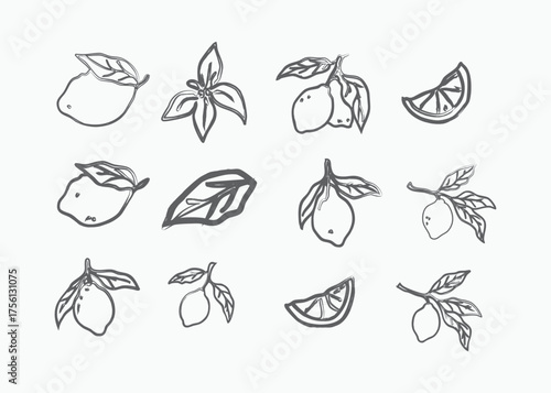 Hand-drawn sketchy lemon fruits and leaves collection for fresh and zesty designs vector
