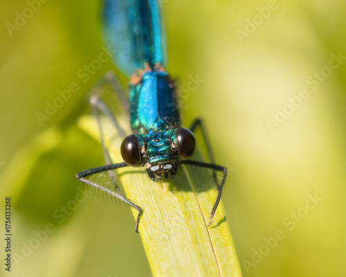 Closeup of a male Banded Demoiselle on a blade of grass