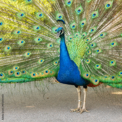 Male peacock spreading his tail feathers