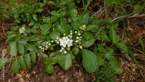 Native flowering plant Agarista populifolia also known as Swamp Leucothoe and Hobblebush found across Asia, Americas, and Madagascar