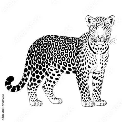 Leopard: A detailed monochrome illustration of a sleek leopard showcases its distinctive spots, and powerful build, portraying the animal's grace and predator instinct.