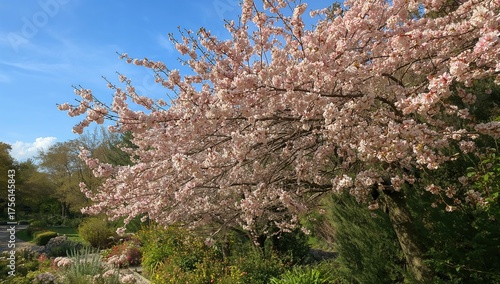 Wallpaper Mural April Blossoms in a Cherry Orchard Torontodigital.ca