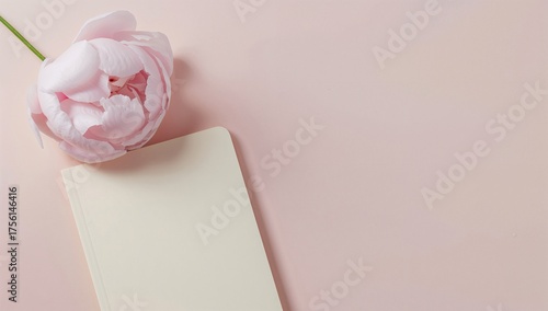 Charming pink peony bloom a...