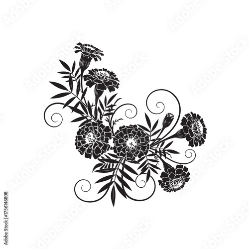Merigold flower vector colour art in white backgrounder.