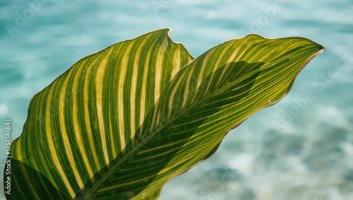 Tropical green foliage as a...