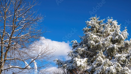 Fresh snow blankets fir and...