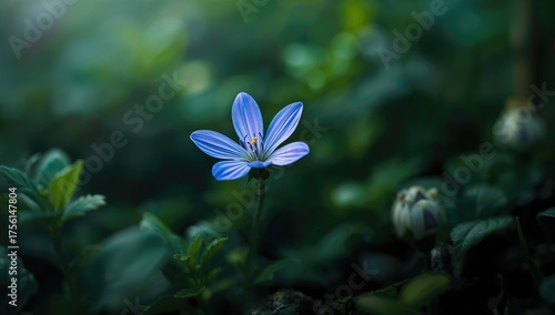A violet-blue flower blosso...
