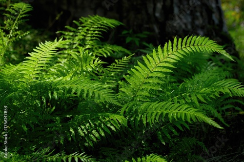 Typical Polypody Fern with ...