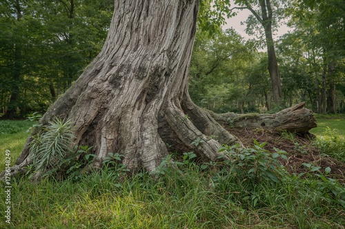 Massive aged tree standing ...