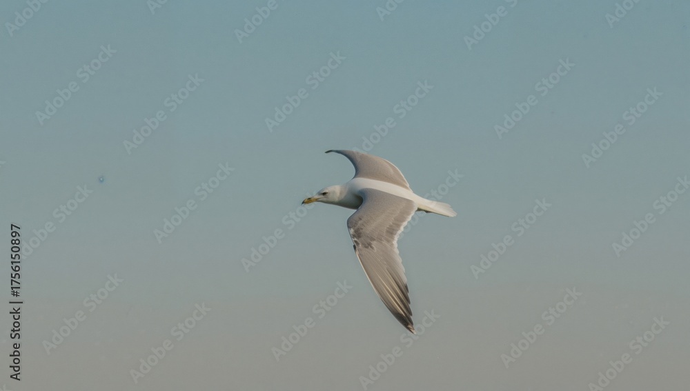 Fototapeta premium Elegant Herring Gull (Larus Argentatus) Gliding Over A Seaside Landscape. A Peaceful Snapshot Highlighting The Charm Of Marine Wildlife.