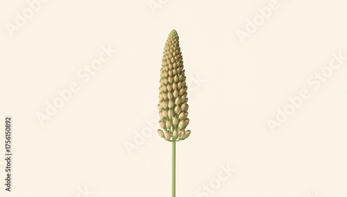 Horsetail Plant, Fresh Growth