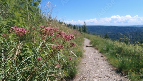 Blooming Flowering-Rush (Bu...